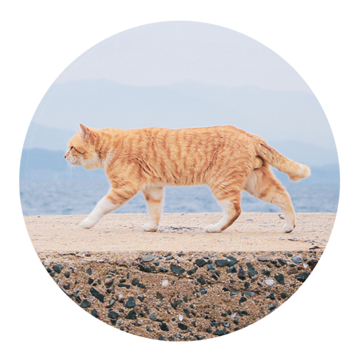 ラバー コースター 藍島（あいのしま）の猫　CAT-1