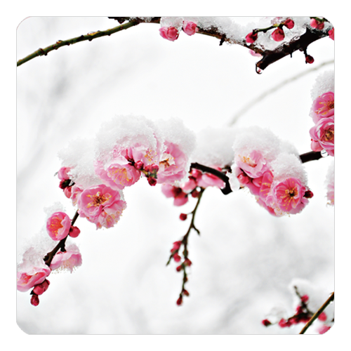 SAKEマット 雪梅