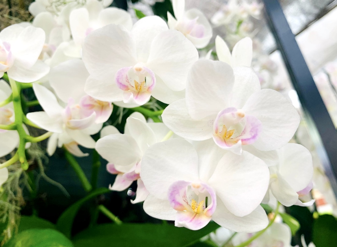 胡蝶蘭の花を写したオーキッドエキス記事のキービジュアル