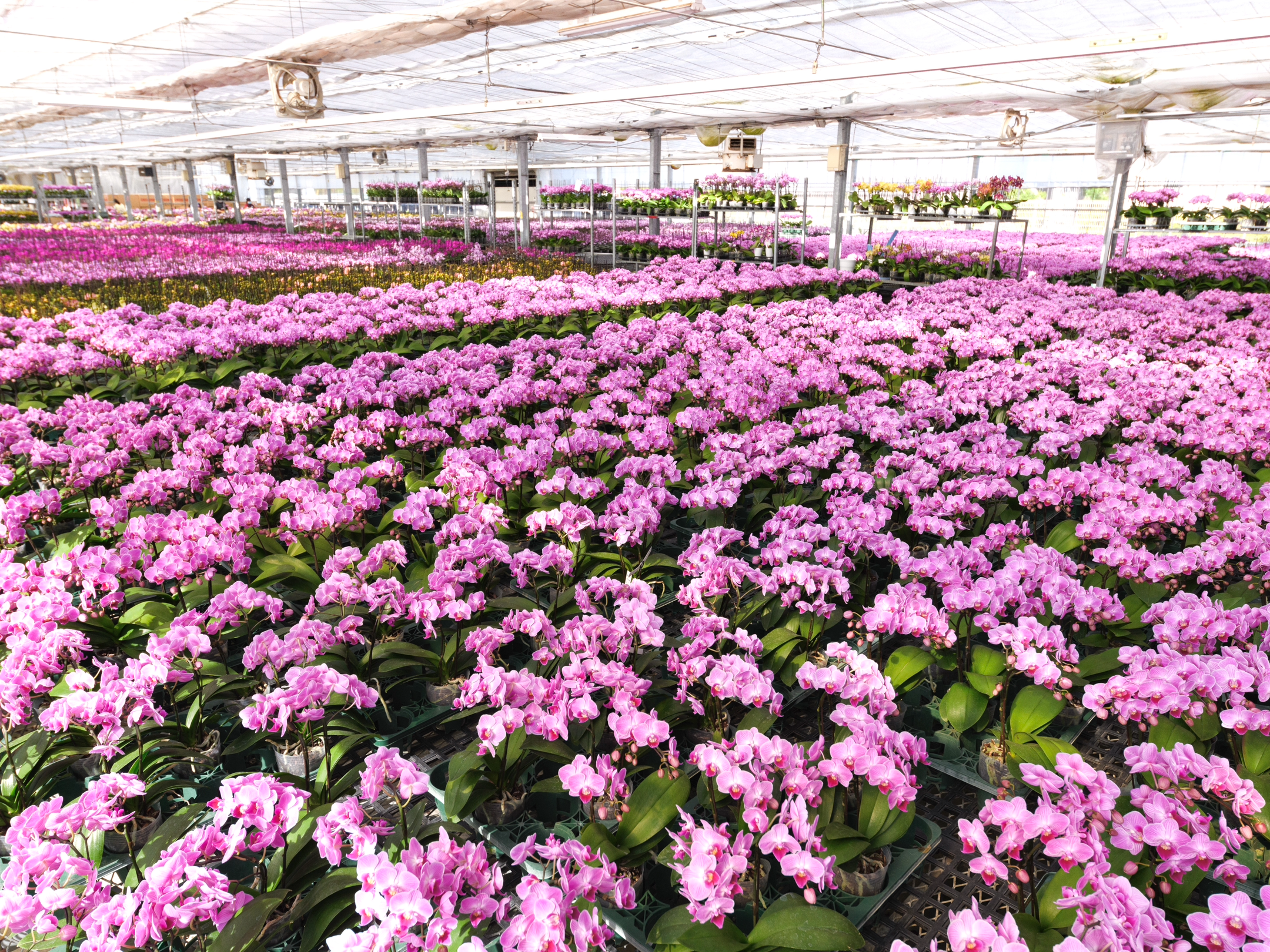 胡蝶蘭の栽培風景と国産植物エキスの背景