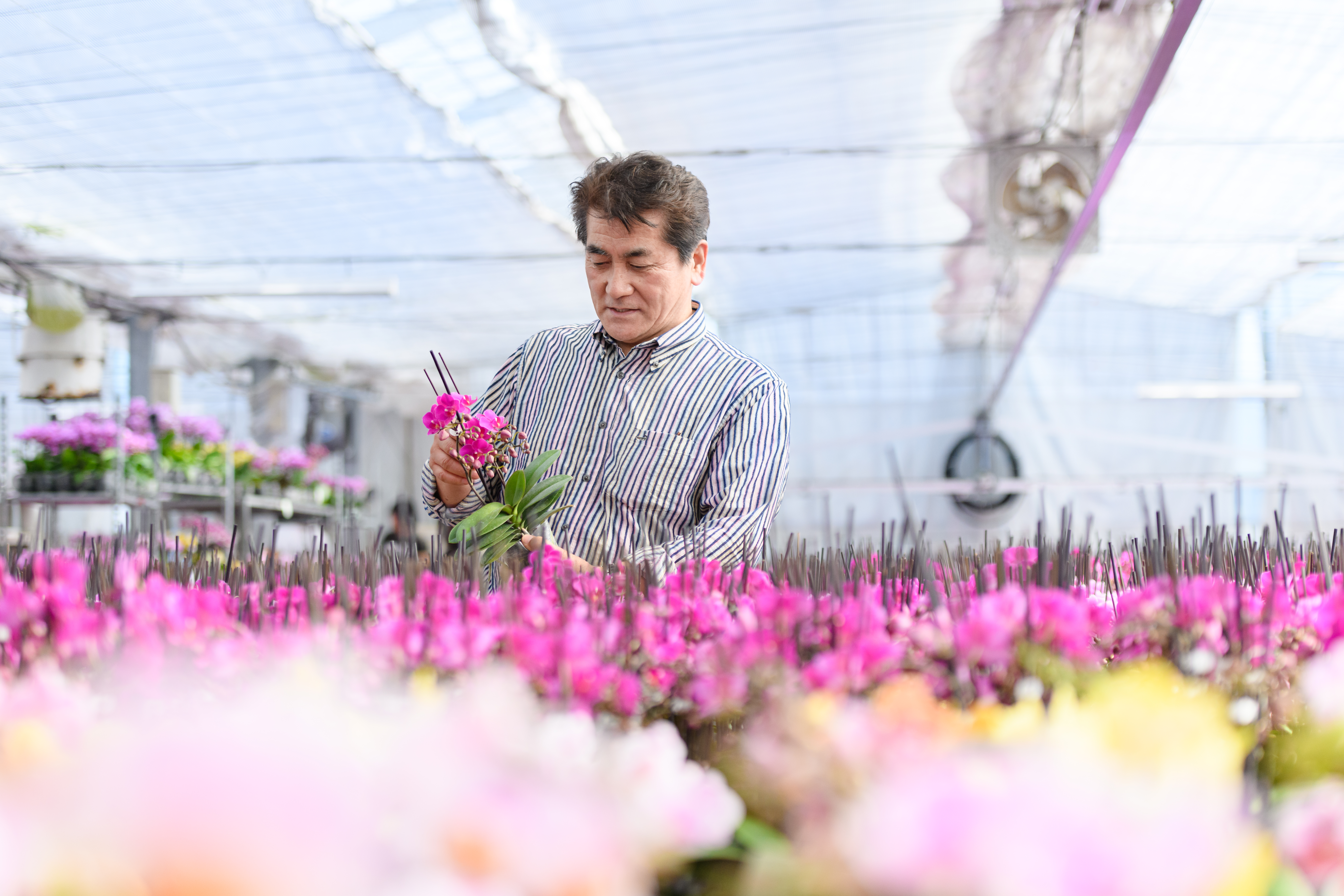 抽出前の植物素材を丁寧に扱う様子