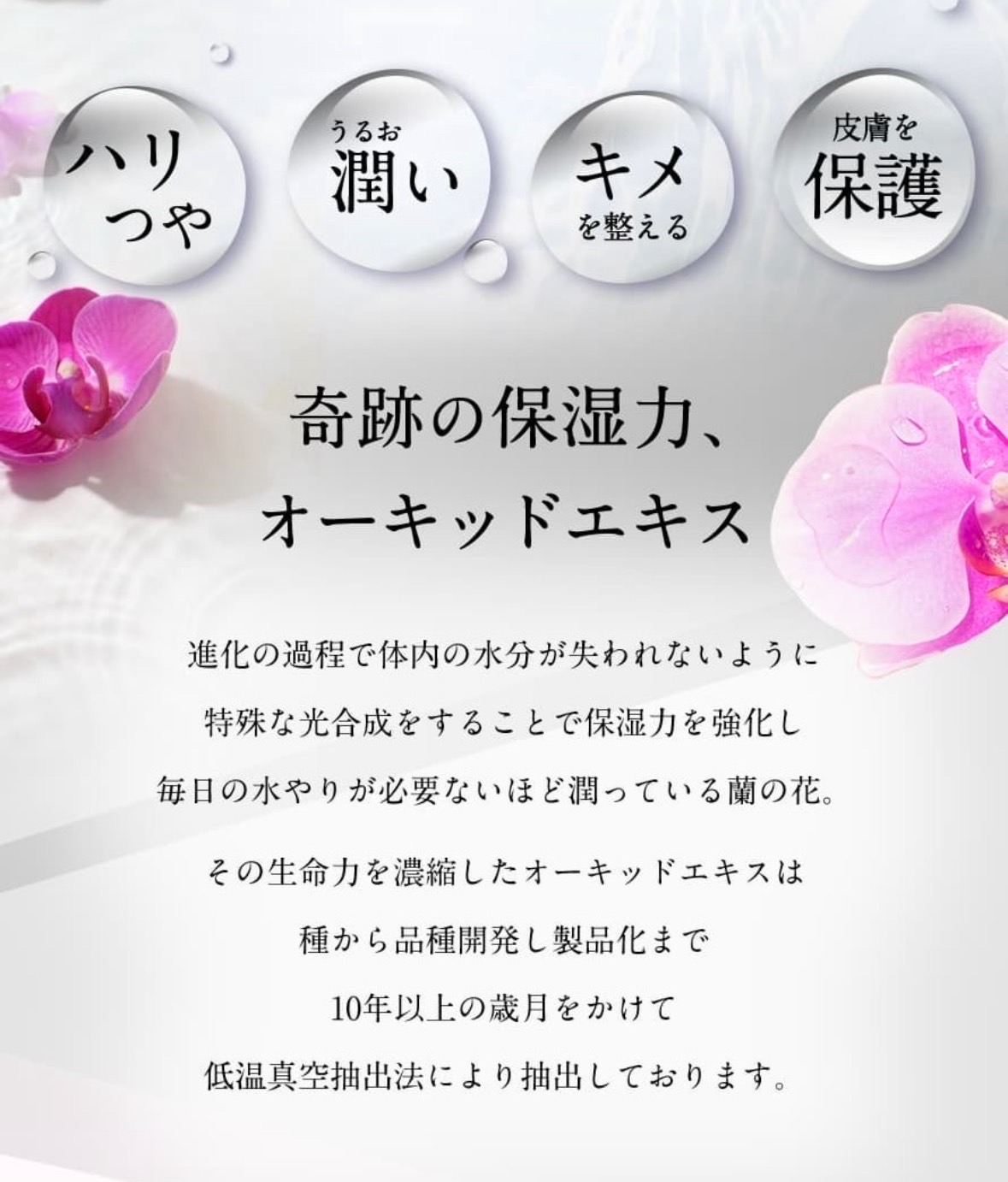 胡蝶蘭20輪分のオーキッドエキス配合