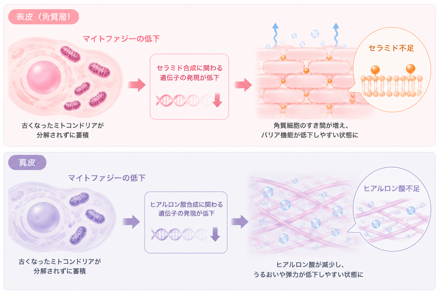 マイトファジー低下によって異常なミトコンドリアと活性酸素が増え、肌機能へ影響する流れを示した図