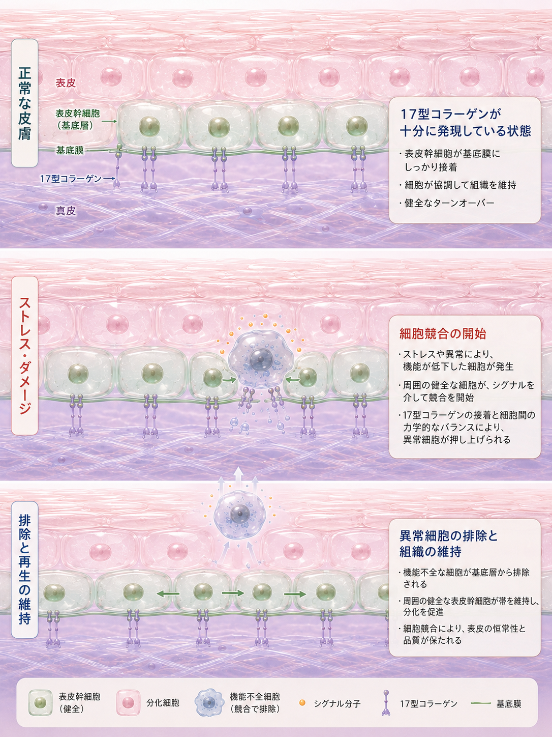 17型コラーゲンが細胞競合に果たす役割