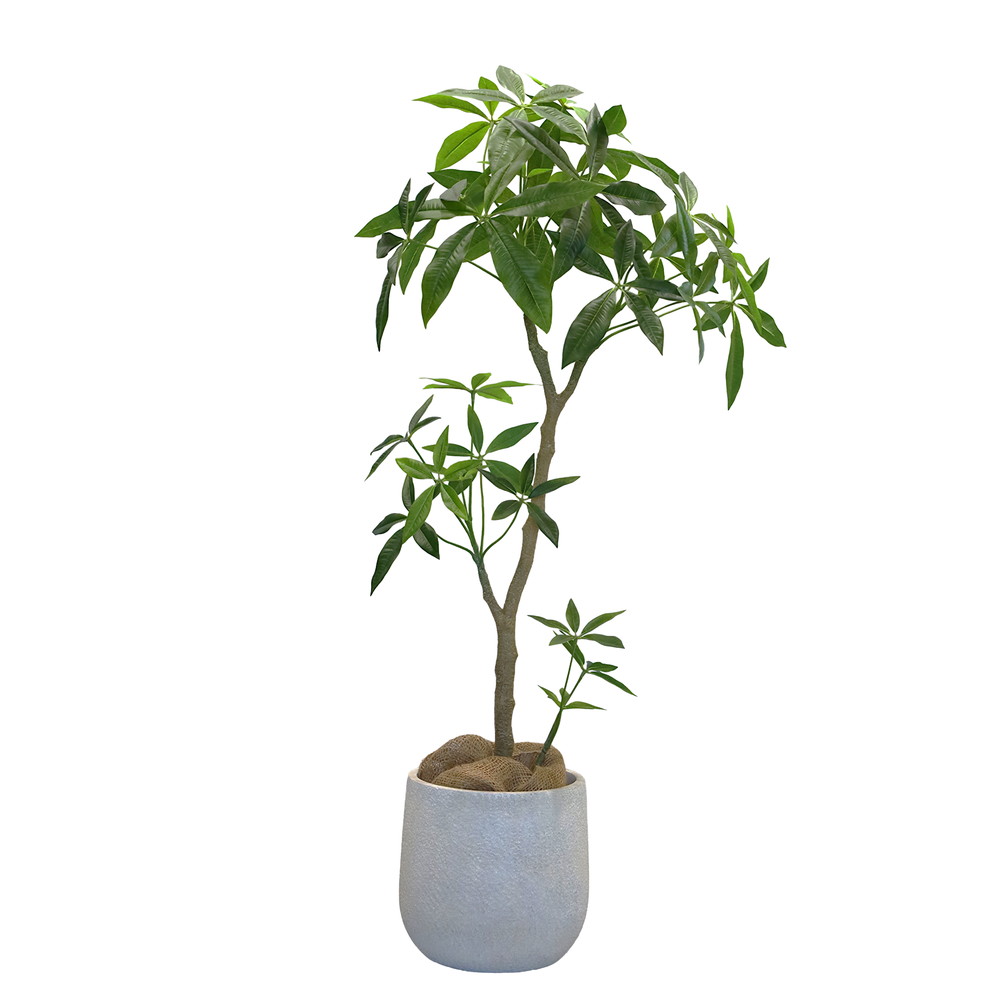 パキラポットM【鉢付き】　１本