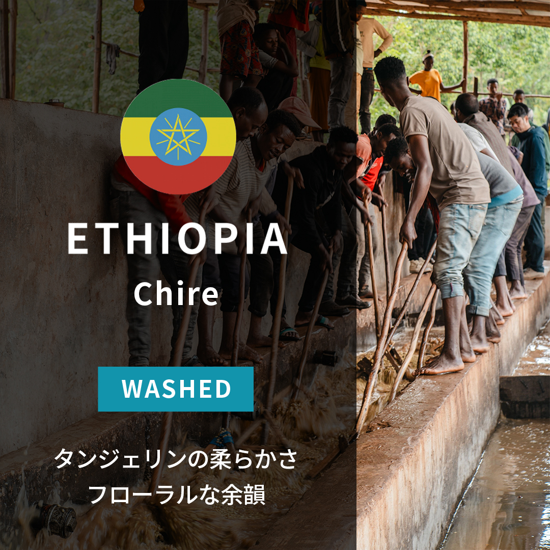 Ethiopia Chire Washed(25/26年クロップ)