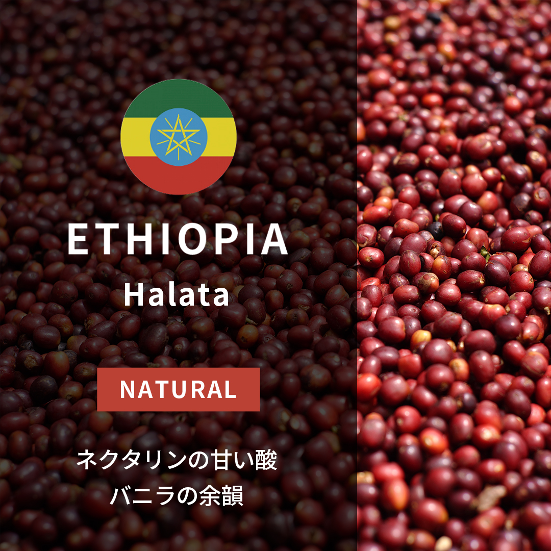 Ethiopia Halata Natural(25/26年クロップ)