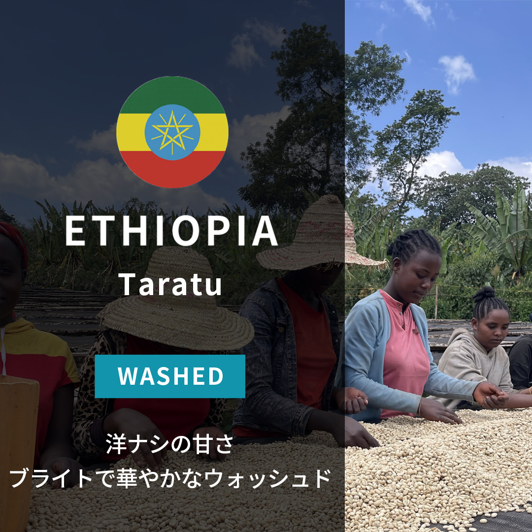 Ethiopia Taratu Washed(24/25年クロップ)