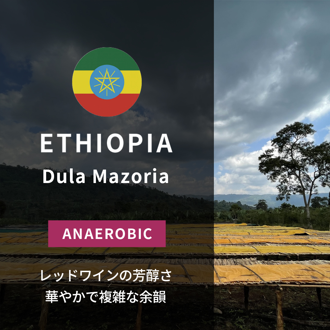 Ethiopia Dula Mazoria Anaerobic Natural(24/25年クロップ)