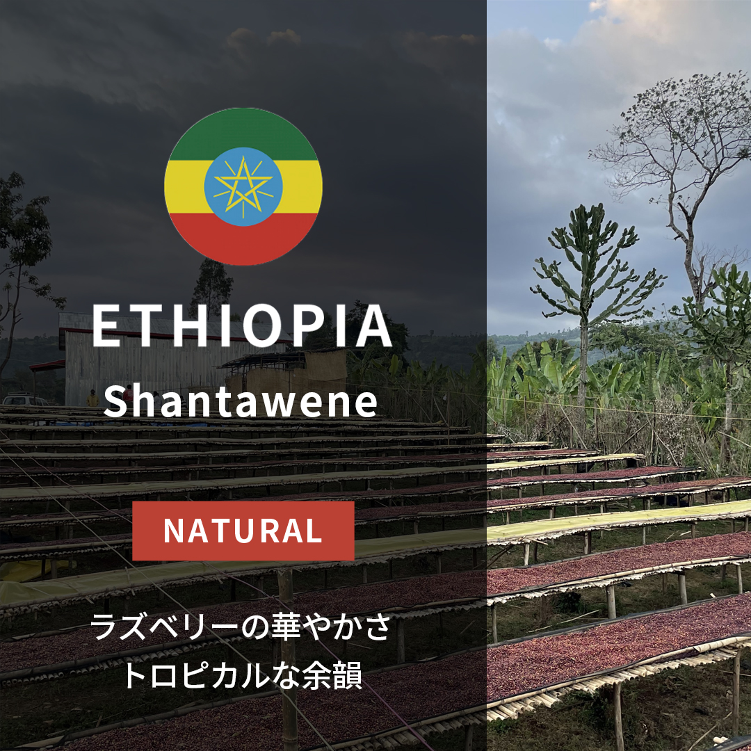 Ethiopia Shantawene Lot.2 Natural(24/25年クロップ)