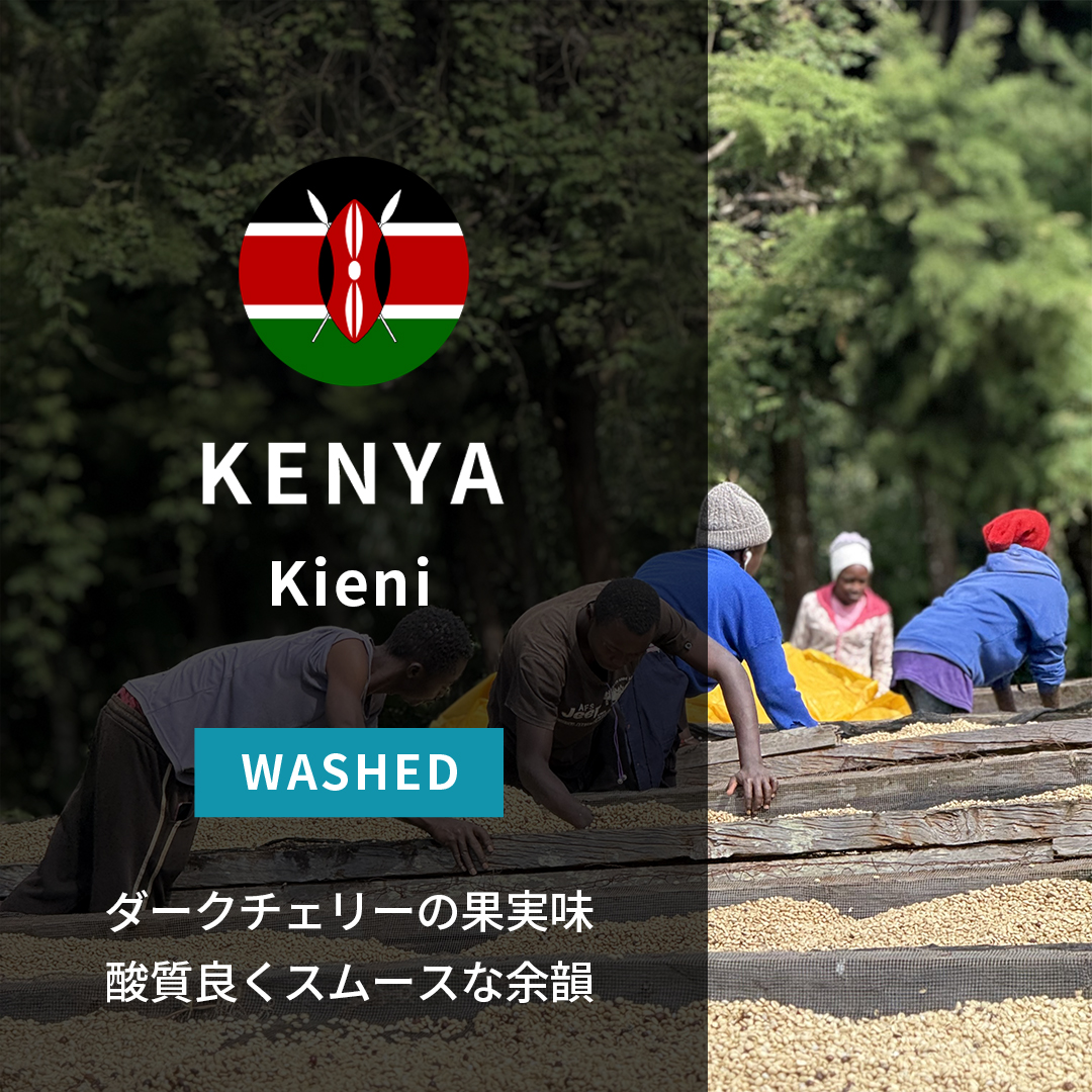 Kenya Kieni Washed(25/26年クロップ)