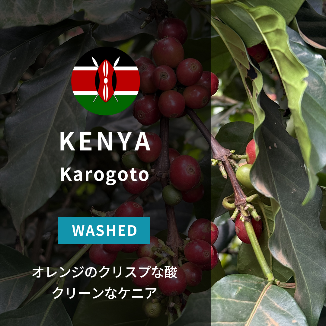 Kenya Karogoto Washed(25/26年クロップ)