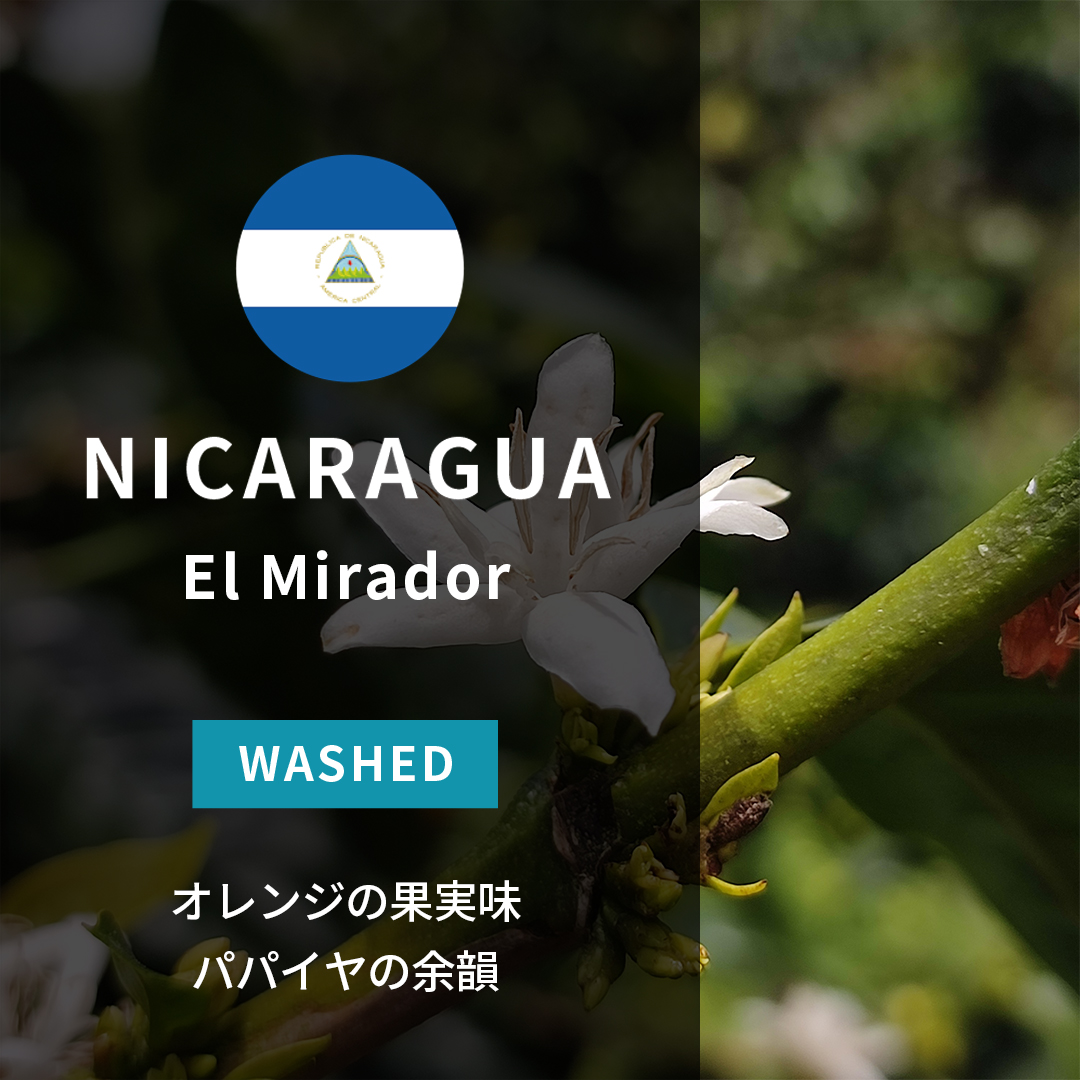 Nicaragua El Mirador Washed(25/26年クロップ)