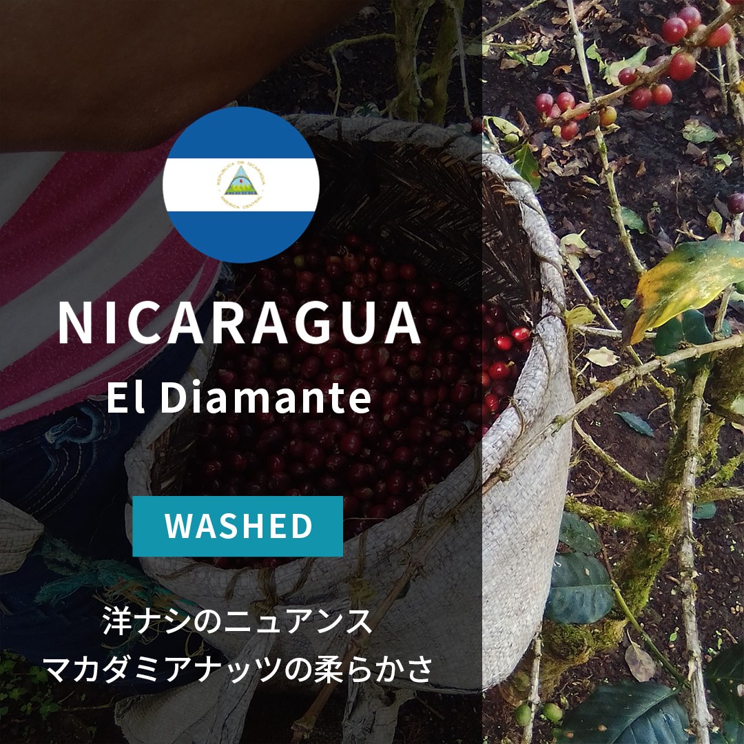 Nicaragua El Diamante Washed(25/26年クロップ)