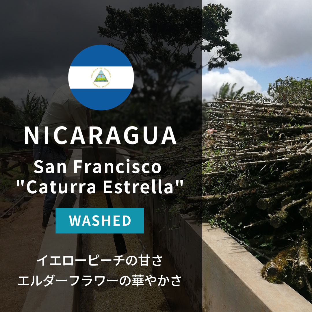 Nicaragua San Francisco "Caturra Estrella" Washed(25/26年クロップ)
