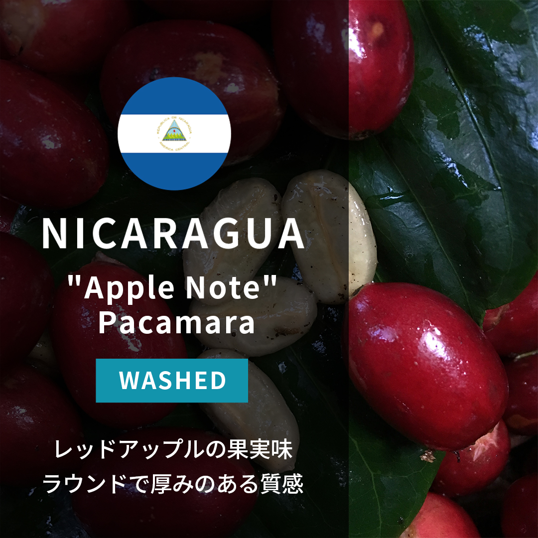 Nicaragua "Apple Note" Pacamara Washed(25/26年クロップ)
