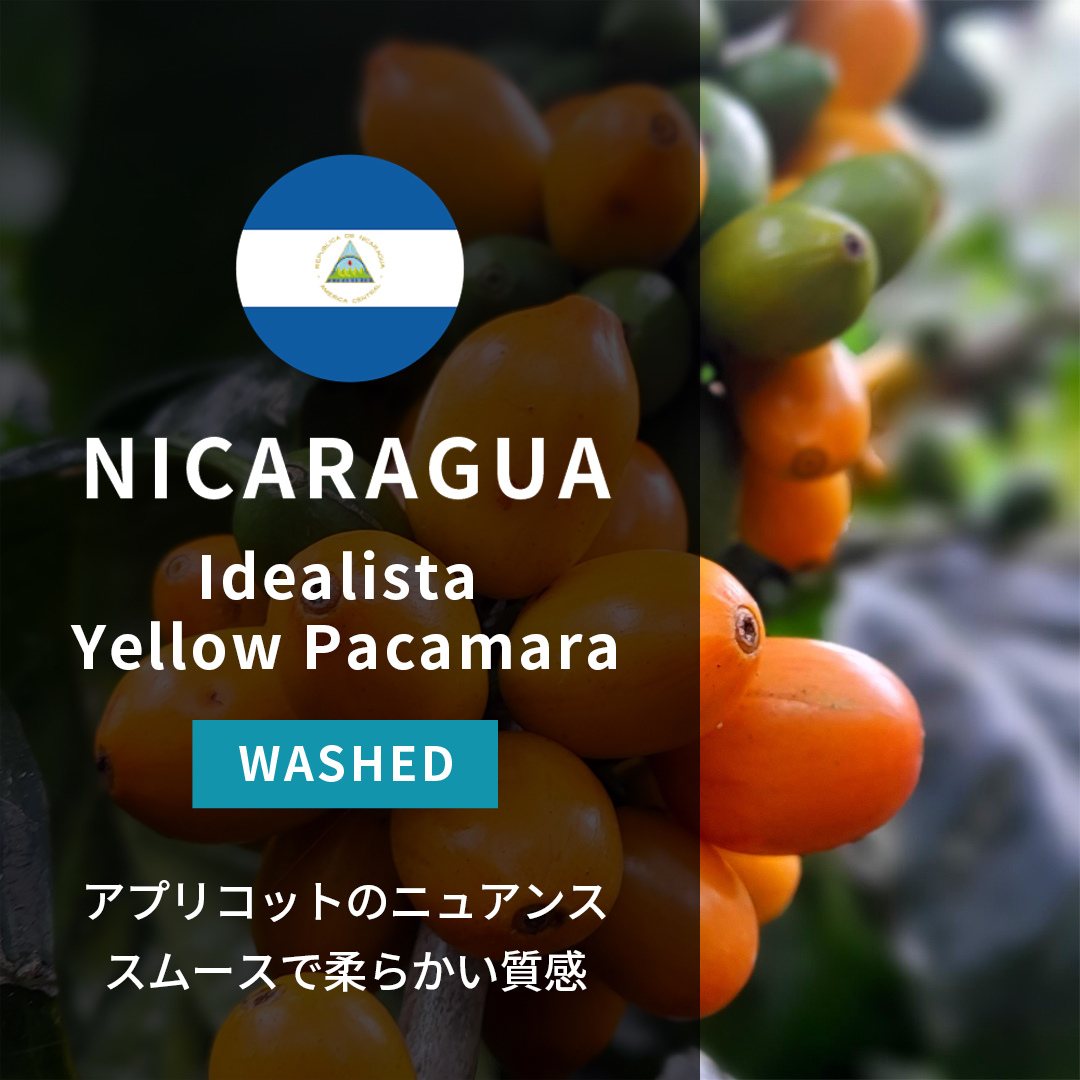 Nicaragua Idealista Yellow Pacamara Washed(25/26年クロップ)