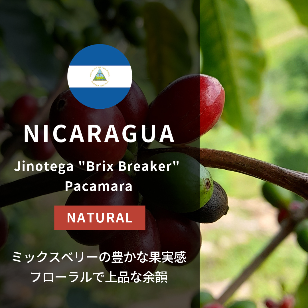 Nicaragua Jinotega "Brix Breaker" Pacamara Natural(25/26年クロップ)