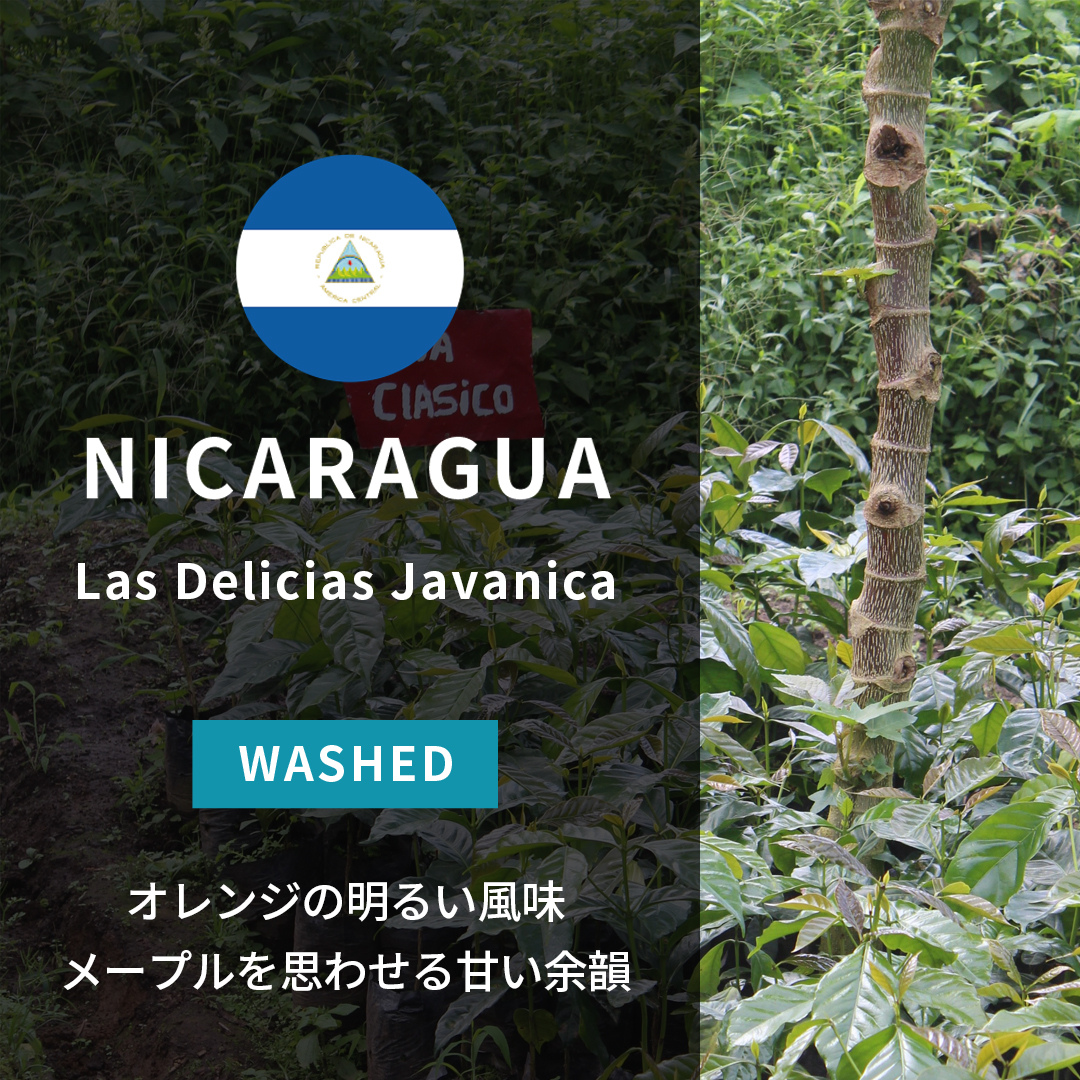 Nicaragua Las Delicias Javanica Washed(25/26年クロップ)