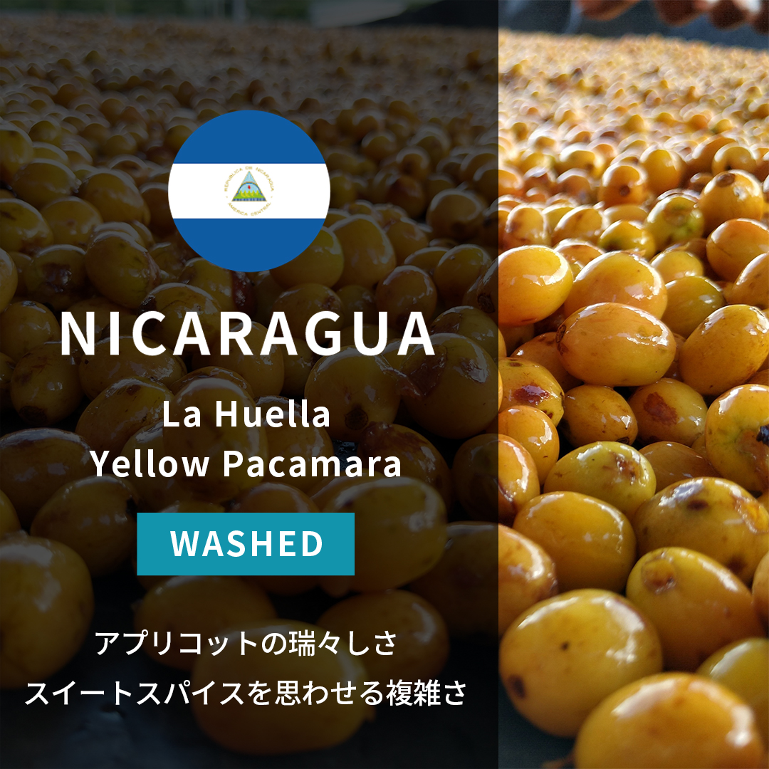 Nicaragua La Huella Yellow Pacamara Washed(25/26年クロップ)