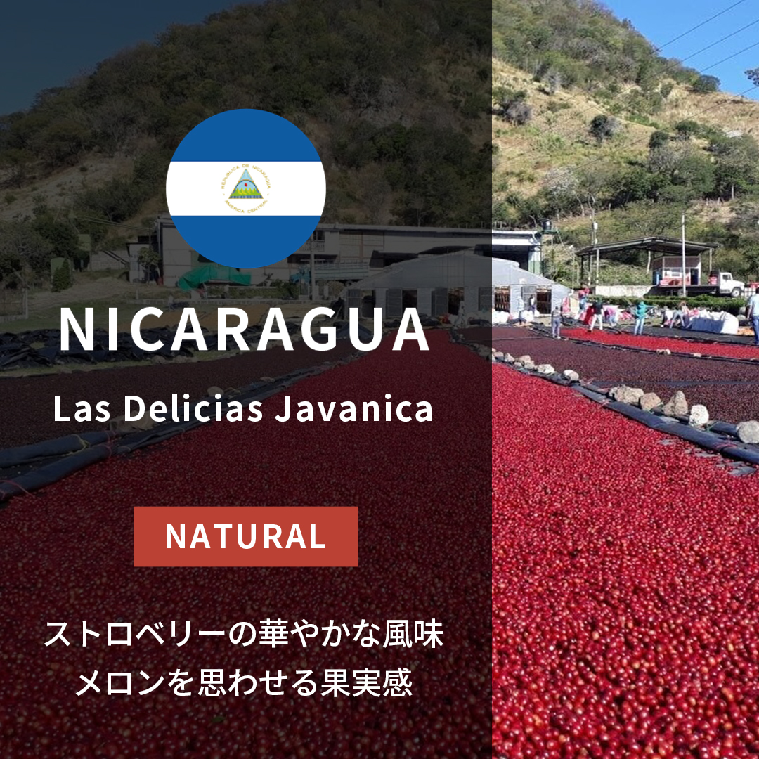 Nicaragua Las Delicias Javanica Natural(25/26年クロップ)