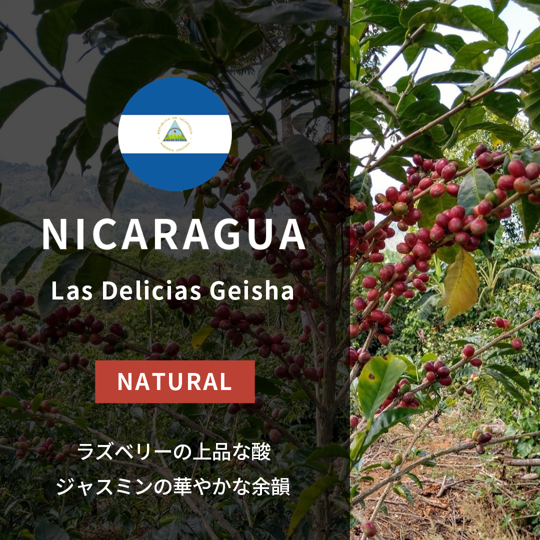 Nicaragua Las Delicias Geisha Natural(25/26年クロップ)