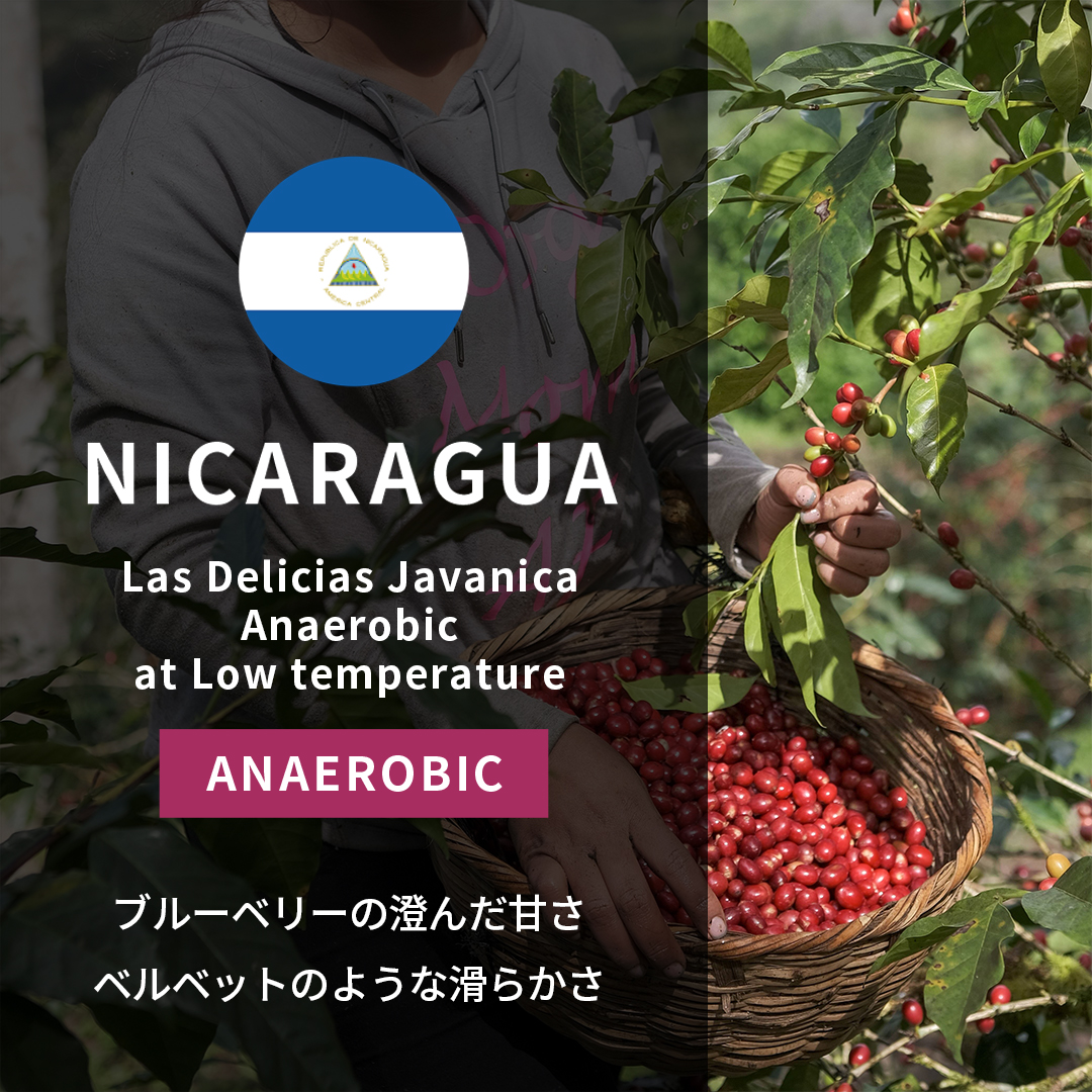 Nicaragua Las Delicias Javanica Anaerobic at Low temperature(25/26年クロップ)