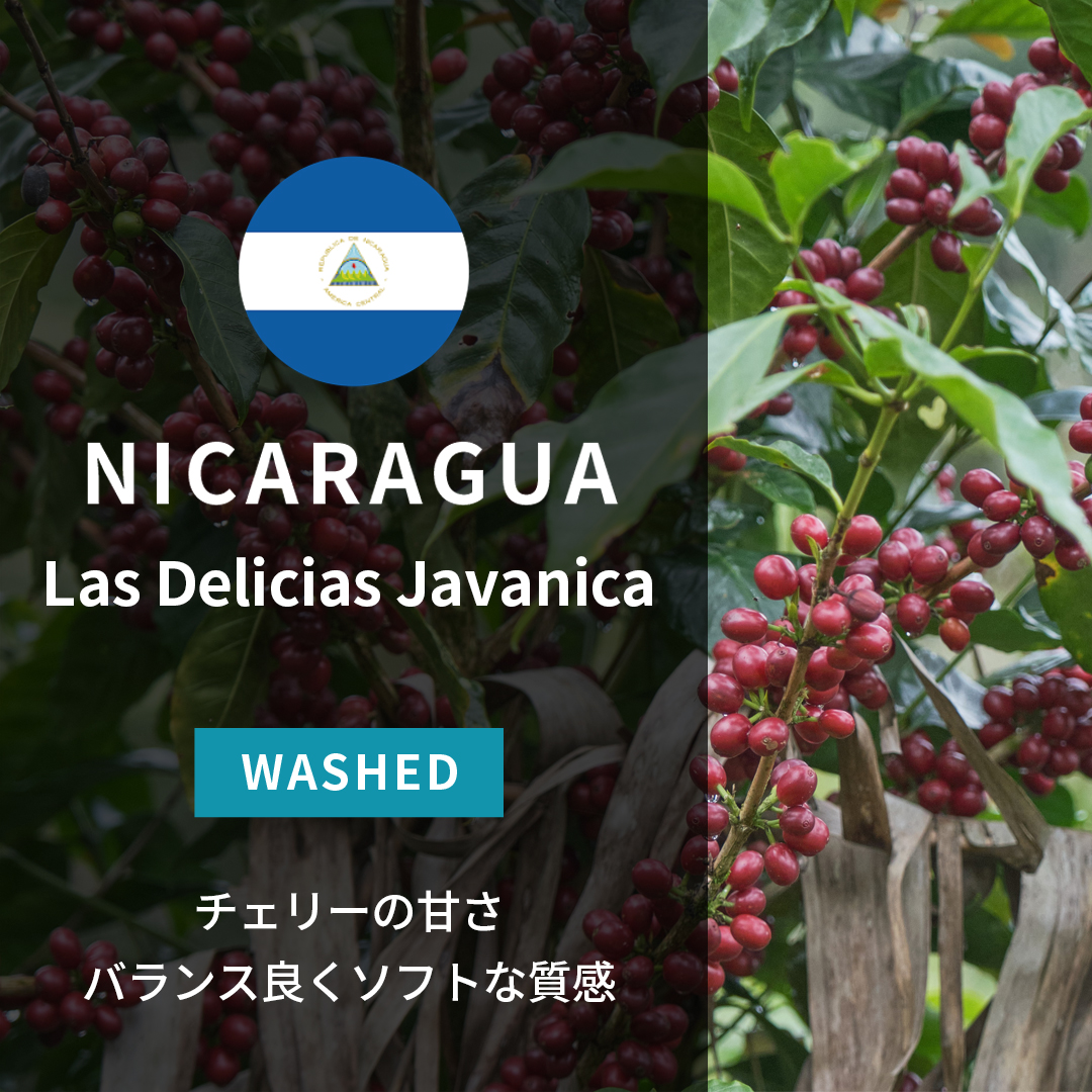 Nicaragua Las Delicias Javanica Washed(24/25年クロップ)