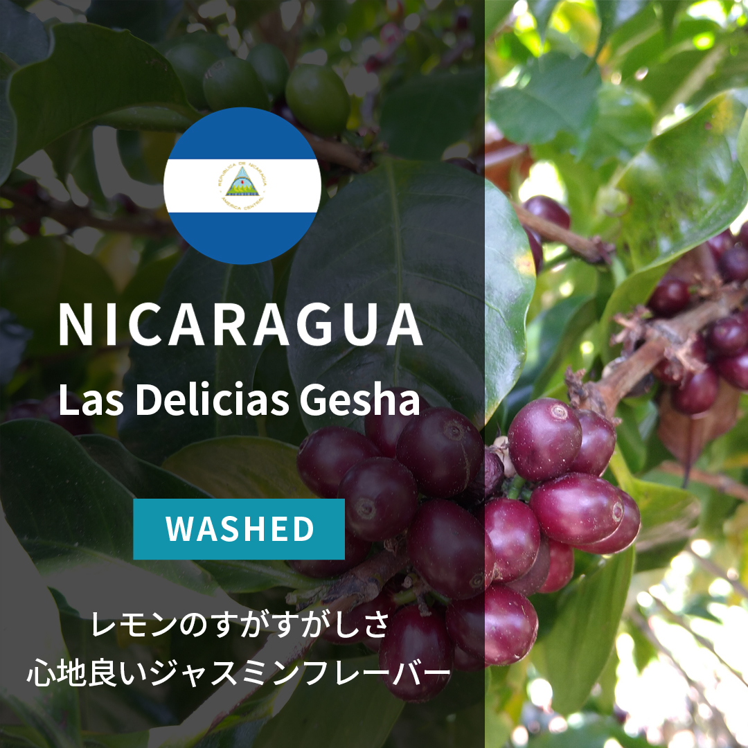 Nicaragua Las Delicias Gesha Washed(24/25年クロップ)