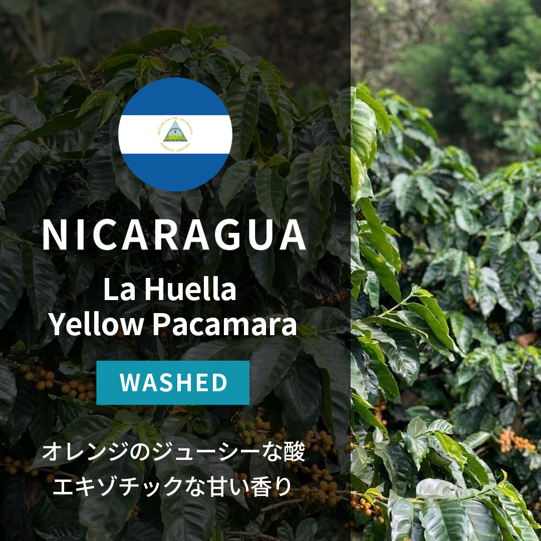 Nicaragua La Huella Yellow Pacamara Washed(24/25年クロップ)