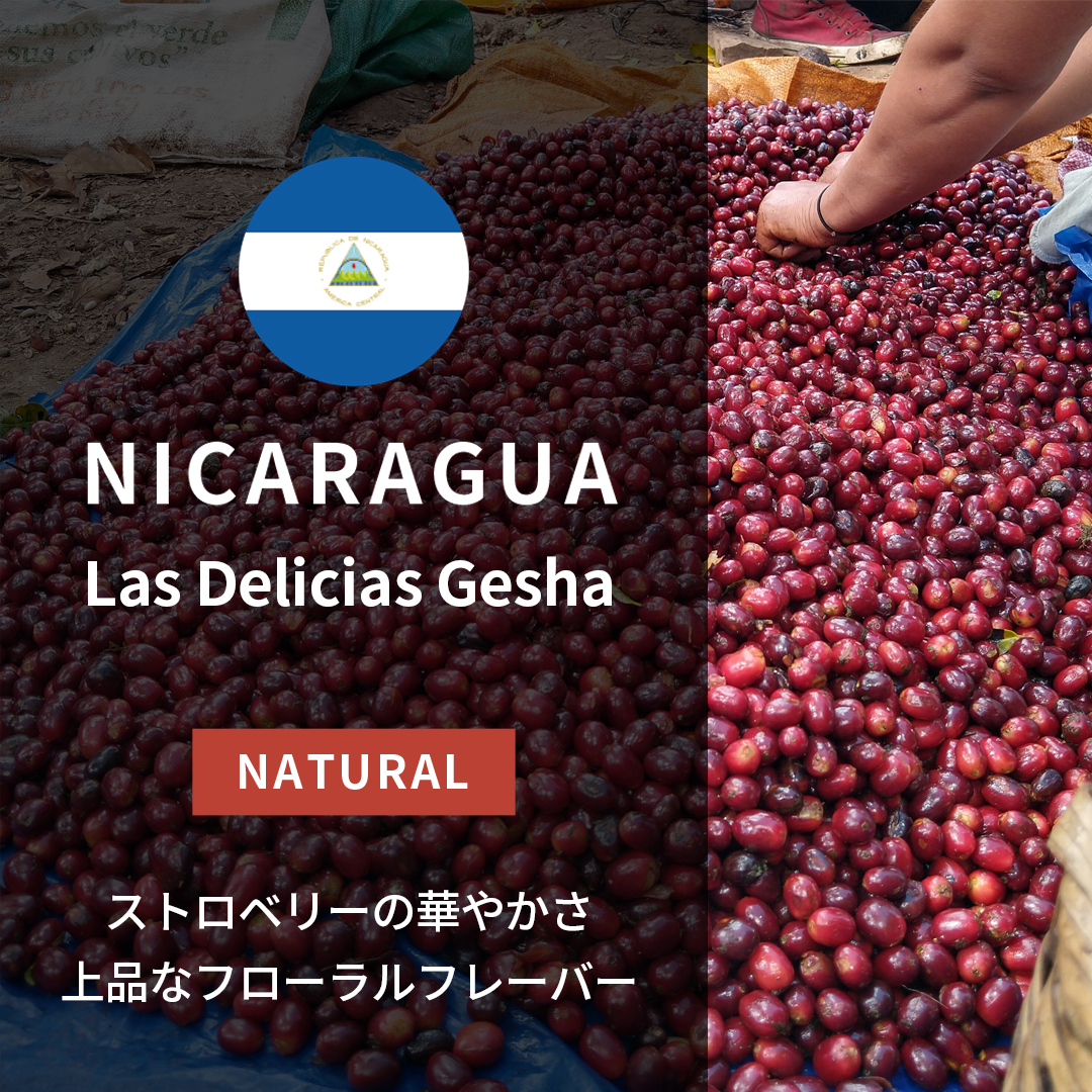 Nicaragua Las Delicias Gesha Natural(24/25年クロップ)