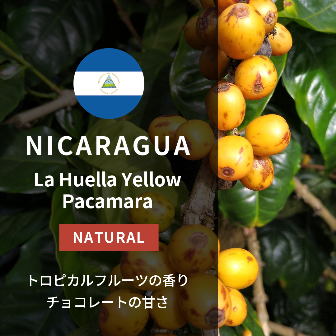 Nicaragua La Huella Yellow Pacamara Natural(24/25年クロップ)