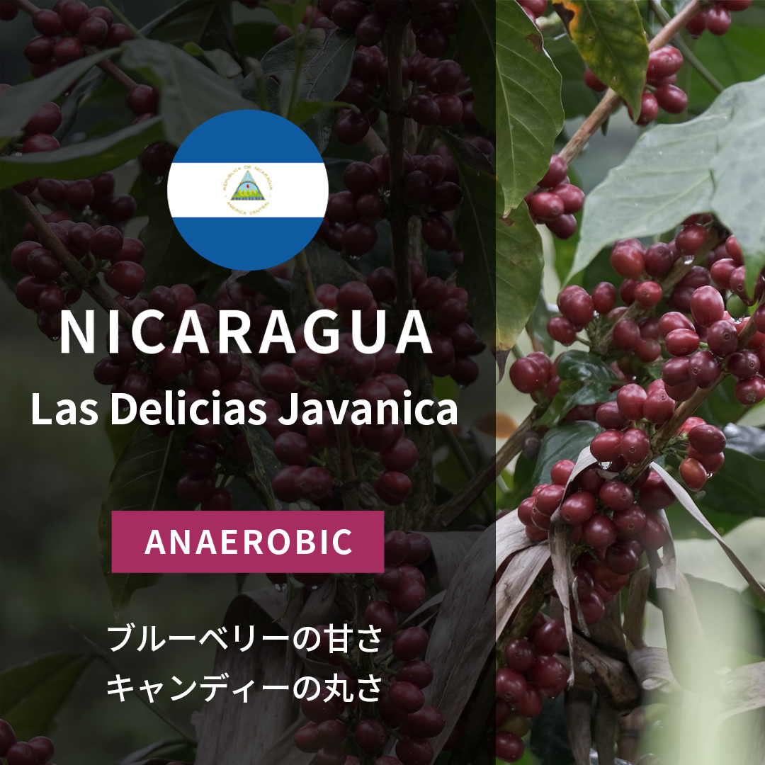 Nicaragua Las Delicias Javanica Anaerobic at Low temperature(24/25年クロップ)