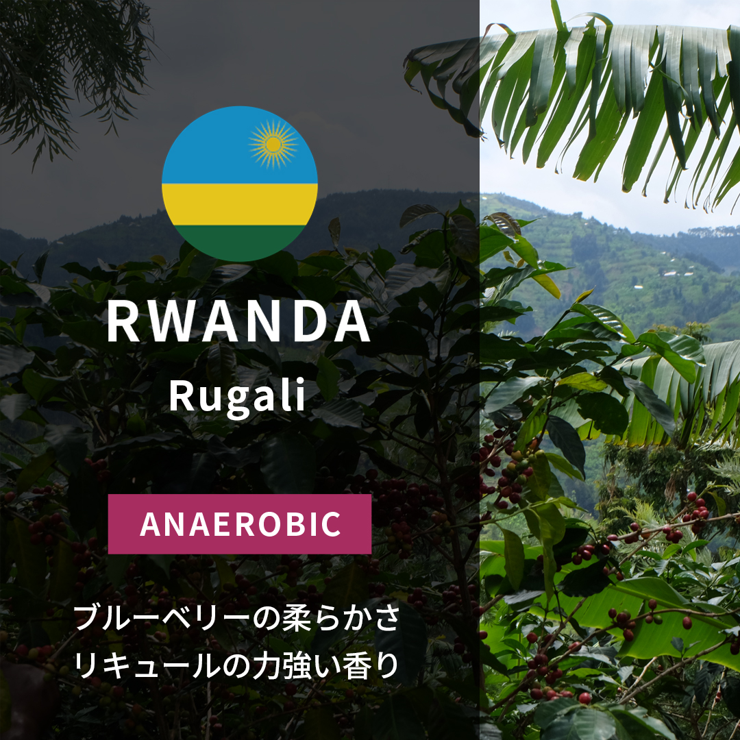 Rwanda Rugali Anaerobic Natural(24/25年クロップ)