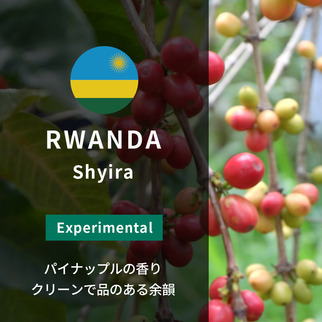 Rwanda Shyira Pineapple Maceration(24/25年クロップ)