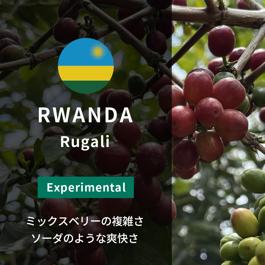 Rwanda Rugali Rolex Natural(24/25年クロップ)