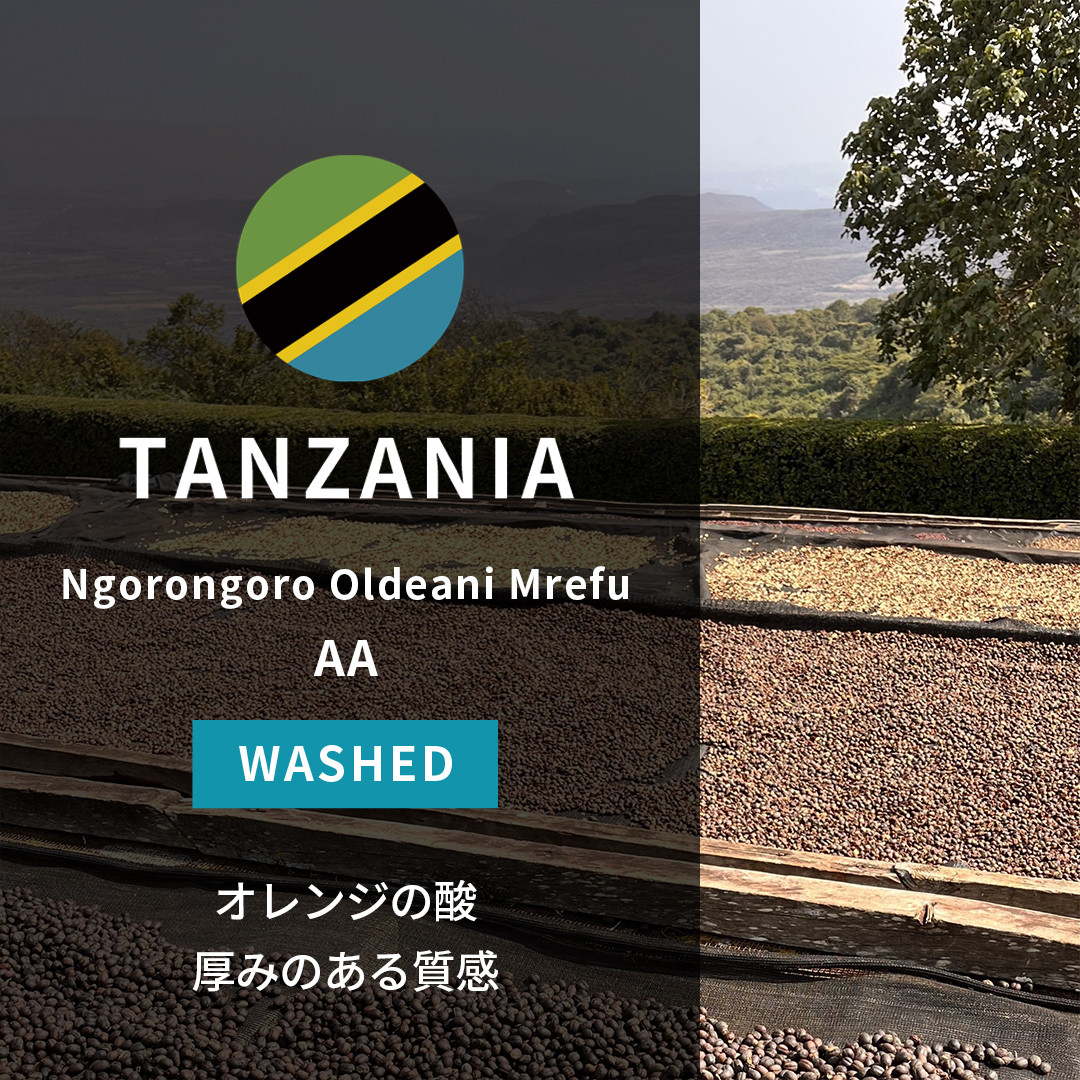 Tanzania Ngorongoro Oldeani Mrefu AA Washed(25/26年クロップ)