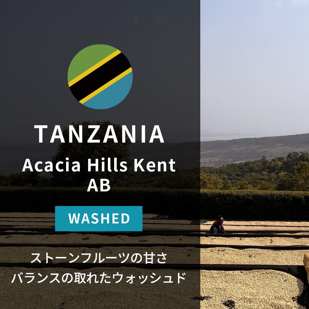 Tanzania Acacia Hills Kent AB Washed(25/26年クロップ)