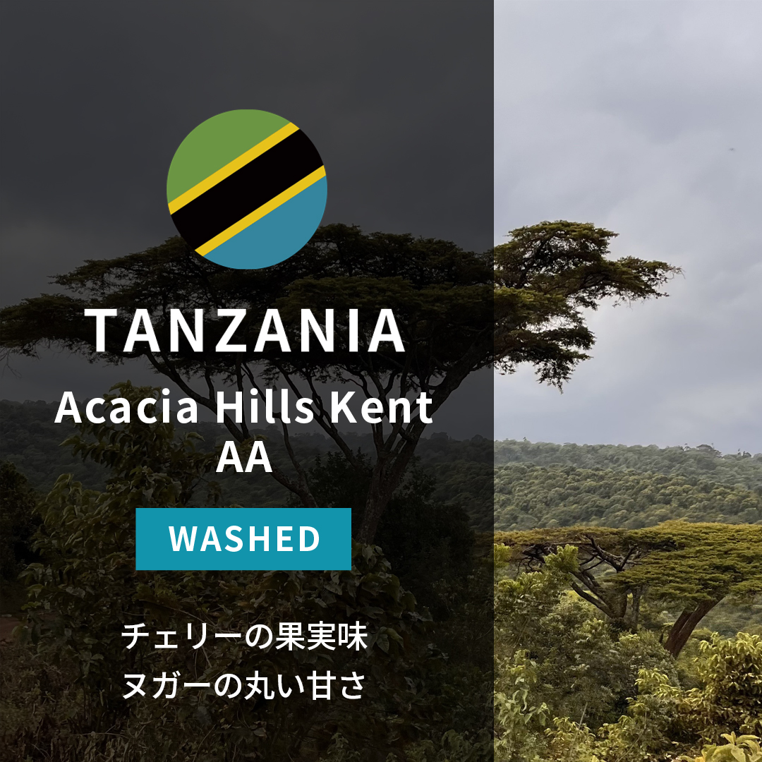 Tanzania Acacia Hills Kent AA Washed(25/26年クロップ)