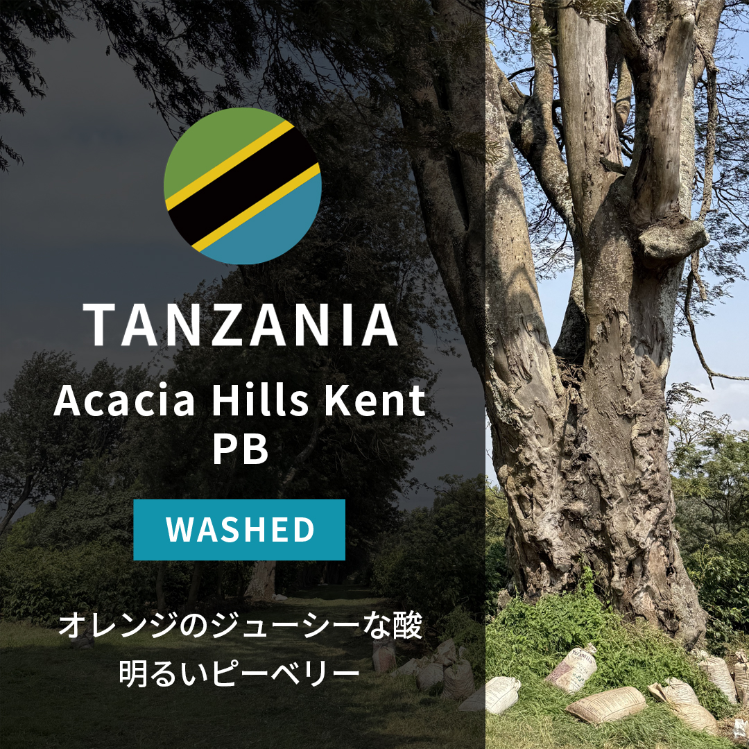 Tanzania Acacia Hills Kent PB Washed(25/26年クロップ)