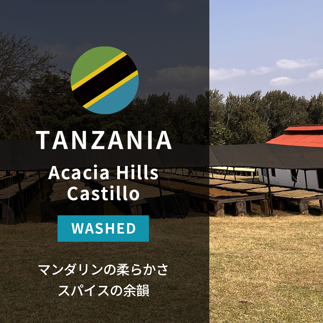 Tanzania Acacia Hills Castillo Washed(25/26年クロップ)