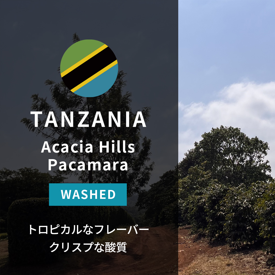 Tanzania Acacia Hills Pacamara Washed(25/26年クロップ)