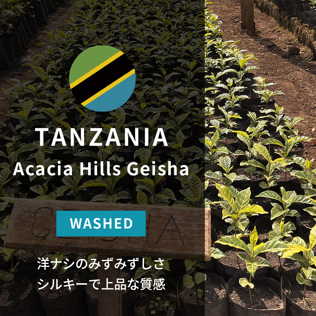 Tanzania Acacia Hills Geisha Washed(25/26年クロップ)