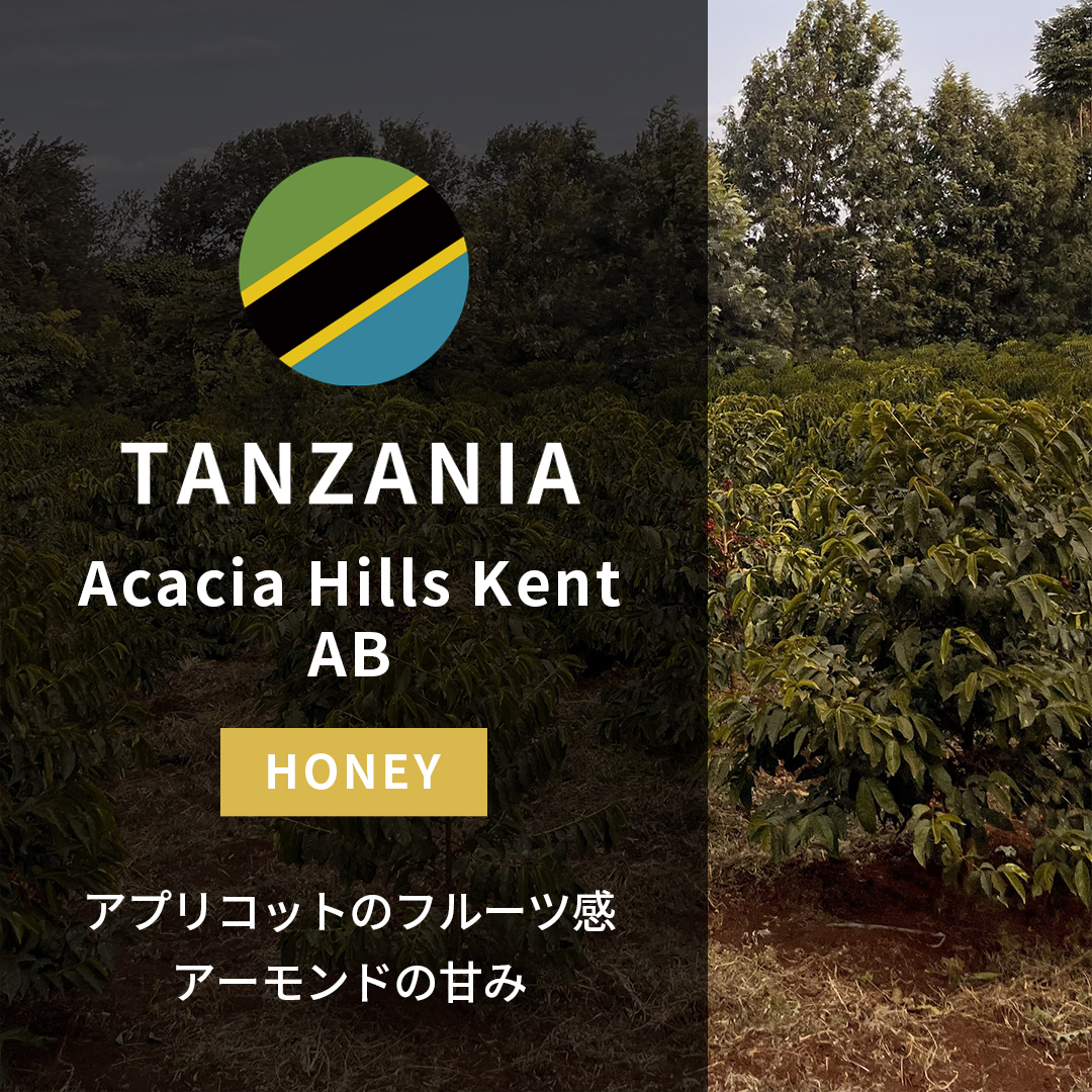 Tanzania Acacia Hills Kent AB Honey(25/26年クロップ)
