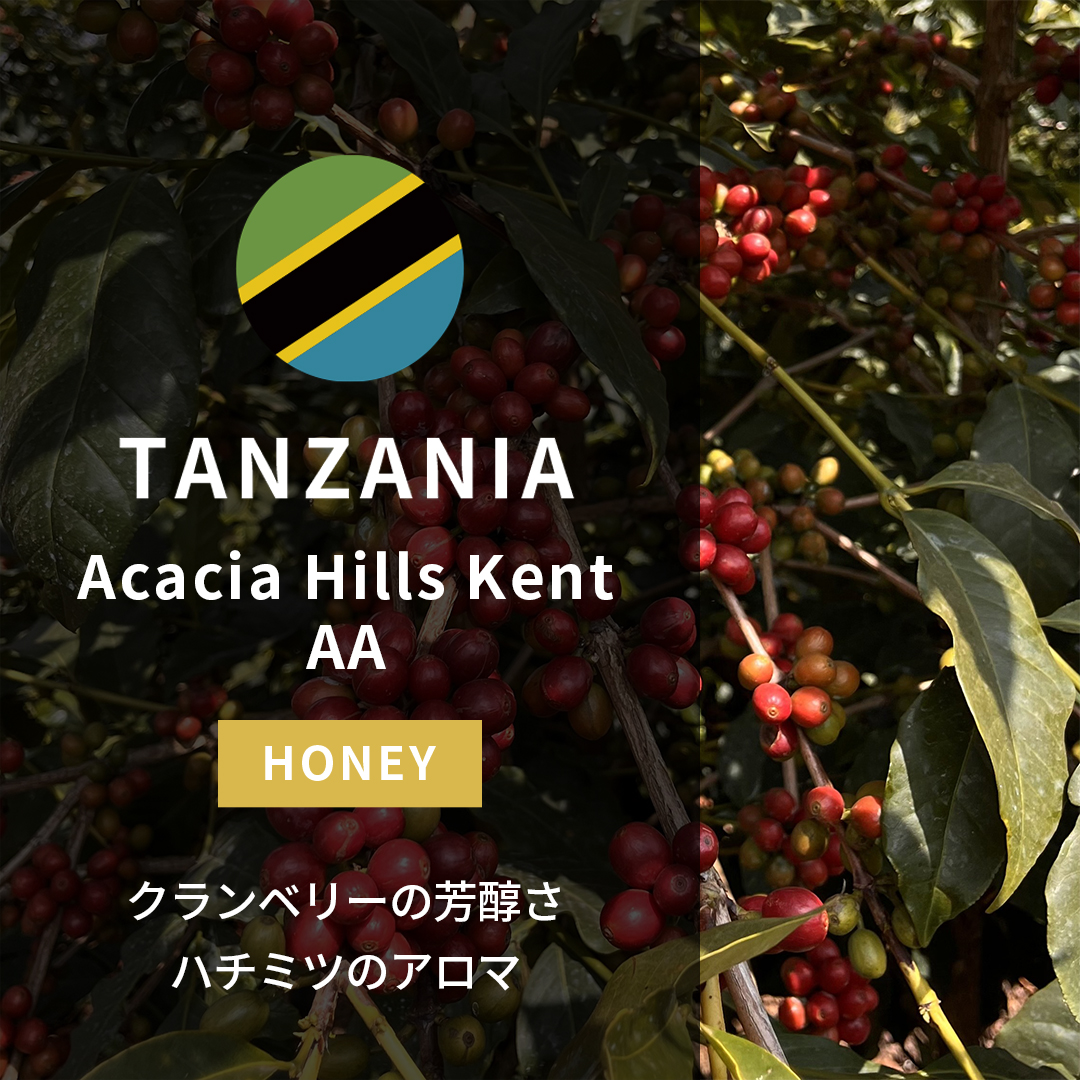 Tanzania Acacia Hills Kent AA Honey(25/26年クロップ)