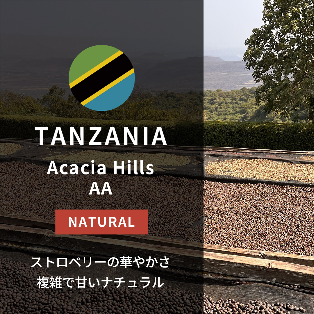 Tanzania Acacia Hills Natural AA(25/26年クロップ)