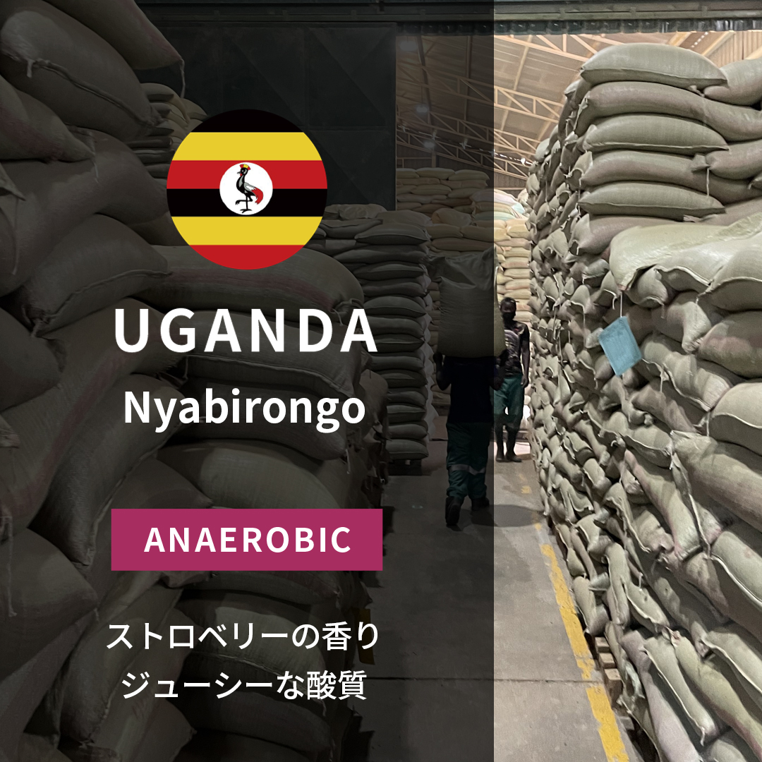 Uganda Nyabirongo Anaerobic Natural(24/25年クロップ)