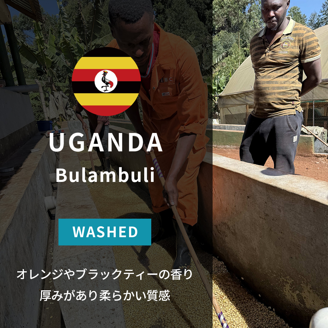 Uganda Bulambuli Washed(25/26年クロップ)