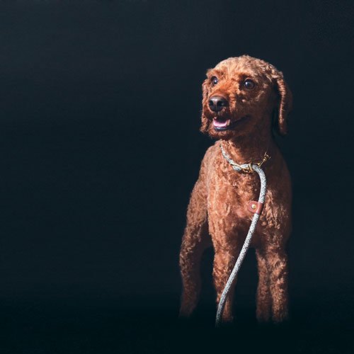 【HIGH5DOGS】リーダーリード [ハイファイブドッグス]