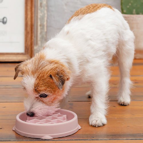 【Outward Hound】アウトワードハウンド　ファン&スロウフィーダーボウル　ピンク（DADWAYPET / ダッドウェイペット）